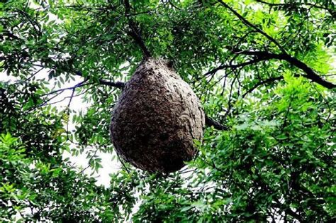 蜜蜂在窗外筑巢|家里有蜜蜂窝怎么处理？